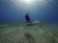 Freediver