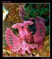 Weedy Scorpion Fish at Lembeh, one of many strange animal.