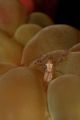 Just started taking macro shots this trip (60mm Canon 20d) ....this is some kind of shrimpy thing in between sea grapes!