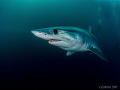 Beautiful Mako shark that I had the awesome pleasure to dive with for over an hour.  Dive of a lifetime....so far :)