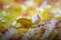 SASIMI shrimp~~very tiny and beautiful shrimp, about 6-8 mm size. only can find at night dive