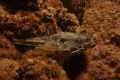 Agonus cataphractus