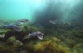 Cuttlefish breeding grounds Whyalla, South Australia - large ink cloud in background following fight between two male cuttlefish