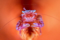Lissoporcellana nakasone
