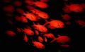 Red light district.
Taken under a cliff in the maldives. 28 metres. Sea & Sea MMII