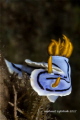 Nudibranch
Chromodoris Lochi
Romblon İsland / Philippines March 2017