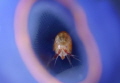 The amphipod