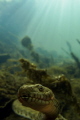 Dice snake (Natrix tessellata)