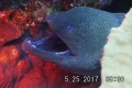 Beautiful Moral Eel with character