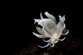 Aeolid Nudibranch(Phyllodesmium)/Tulamben, Indonesia/Canon 5D MarkIII, 100mm Lens,F.I.T+5,Sea&Sea housing,Inon Z240*2, F16,1/160,ISO200