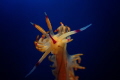 nudibranches