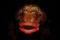 little fish big lips