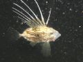 John Dory
