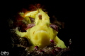 
Nikon D7000, Nauticam NA-D7000
105mm Mirco Lens with FIT +5
Inon Z240 x 2
ISO 100, F40, 1/250