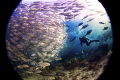 Jacks - This was taken in Sipadan in the Celebes Sea. It shows what is possible if we protect our reefs.