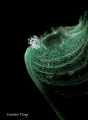 Transparent tiny shrimp