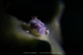 Not much larger than a grain of sand!
Tiny critter photographed in Anilao, Philippines.