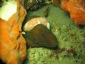 Looks like an injured moray eel. Taken in Sipadan.