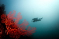 RED CORAL WIFE FISH
I absolutely love these fiery red fan corals and to capture my wife swimming through was an added bonus!