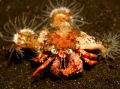 Crab with beautiful blue eyes!(Using my new (Canon 20d) 60mm macro lens)