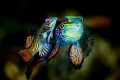 MANDARIN MATING DANCE