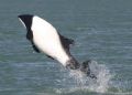 Commerson Dolphin (Jakobiter Delphin -Cephalorhynchus commersonii) , Puerto Deseardo River / Patagonia
