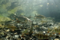 Fish party; Výkleky lake