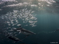 Dolphins and baitball.