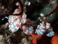 A nice couple of harlequin shrimps
