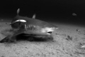A constant debate: Are sharks a threat to humans? Or are humans the real threat to sharks? How to protect them (the sharks or the humans)? How to interact with them? Is there a one rule fits all? Despite all reported accidents involving shark bites,