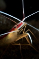 A very confident shrimp