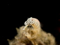
Pipefish