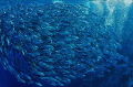 jackfishes