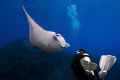 This picture is of my girlfriend and a Manta Ray, she was very nervous as she had only done 12 dives but she soon relaxed when she saw this graceful animals. I managed to capture the moment she came face to face for the first time in her life.