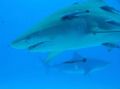Lemon shark with tiger shark in the background, Tiger Beach. April 06. Nikon D50 in Sea & Sea housing