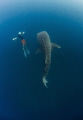 I Can Be Bigger | Freediving off the coast of Koh Tao we were incredibly lucky to be approached by a very inquisitive juvenile Whale Shark. We'd only been in the water for around 15 mins when it approached, and it stayed with us for 2 hours.