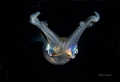 Smile !!!!
Bigfin Squid