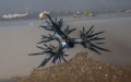 one of our oceans rarely seen secrets! a sea swallow!