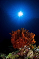 Orange and Blue - Sunburst
