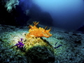 nudibranch shot with my canon g 12 with wide angle setup by nauticam