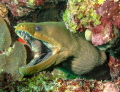 green moray