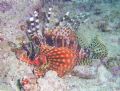Lion Fish at 20ft!Maeda Point Okinawa, Japan.