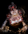 LAUGHING...
Frog Fish