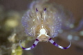 Blue Dragon/Lembeh strait,Indonesia, Canon 5D MarkIV, 100mm macro Lens,ATG+10,Sea&Sea housing,Inon Z240*2, F20,1/160,ISO100