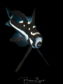 MIDNIGHT - SNAP
juvenile Midnight Snapper