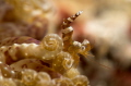 Sexy shrimp