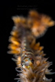 Bryaninops yongei - 