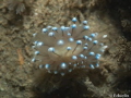 Name: blauwtipje. Seen 30-7-2017 Zeeland, Zeelandbrug
