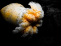 Puget Sound Anemone