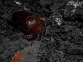 Stubby squid in the Puget Sound
